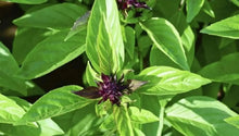 Basil Licorice Plants for cooks growing their own fresh herbs