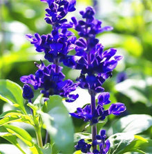 Sage Salvia Farinacea Plants for a fragrant addition to the herb patch