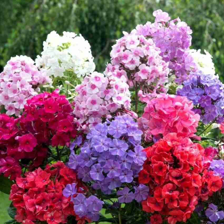 Phlox Phlox Drummondii Globe Mix Flower Seeds for Planting – Colorful Blooms for Home Garden Beds and Borders
