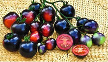Indigo Rose Tomato Seeds (Solanum lycopersicum) for a fresh homegrown crop from the shaded kitchen garden beds