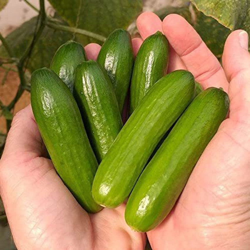 Mini Cucumber Cucumis sativus for planting in vegetable patch