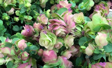 Green Pink Oregano Kirigami Plants for a fragrant addition to the herb patch