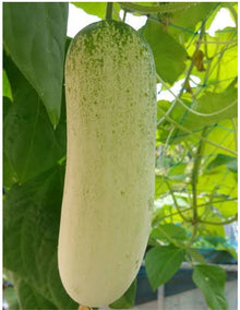 Super Large Cucumber Seeds valued by growers for huge Summer Harvest