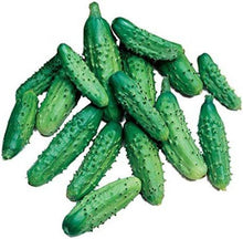 Gherkin Parisian Cucumber Seeds for home growers seeking a reliable harvest