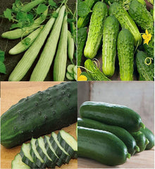 Indian Cucumber Root Seeds (Medeola virginiana) for growers stocking the shady home gardens