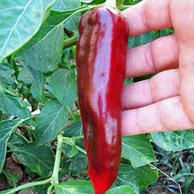 Giant Red Hot Chili Pepper Seeds prized among growers for spicy, Bold Flavors