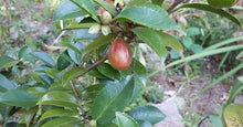 Cape Jasmine Seeds (Gardenia jasminoides) for growers filling out the Flower Bed & Garden