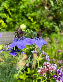 Dark Purple Nigella Hispanica Nigella Hispanica Seeds for a lasting display in the Flower Bed & Garden