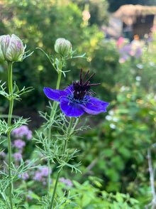 Dark Purple Nigella Hispanica Nigella Hispanica Seeds for a lasting display in the Flower Bed & Garden