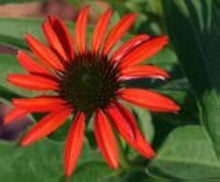 Coneflower Echinacea Purpurea Red Flower Seeds for Planting – Perfect for Pollinator Gardens and Medicinal Borders