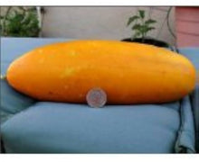 Hmong Red Cucumber Seeds known for traditional Asian Cucumber Cultivation