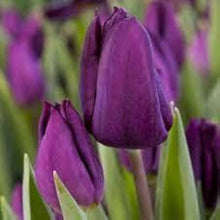 Exotic Semi-Purple White Border Tulips Seeds for colorful blooms in the Outdoor Garden