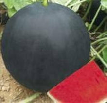 Red Seedless Watermelon Seeds for a productive addition to the vegetable patch