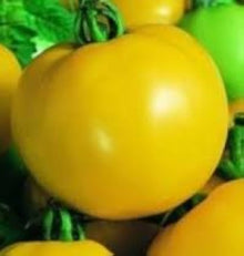 Golden Sunburst heirloom yellow tomato seeds for home garden
