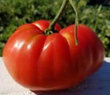 Mennonite Tomato Seeds for productive rows in the Heirloom Garden