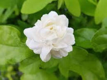 Jasmine Velvet Seeds for a colorful addition to any planting