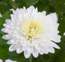 India White Mix German Breed Chrysanthemum Seeds for growers filling out the flower bed