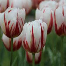 Plant Seeds (Double tulip) for a lasting display in the home garden or balcony flower beds