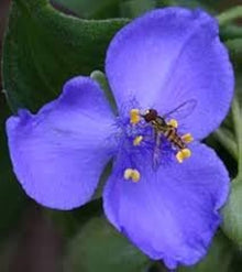 Dark Blue Tradescantia Masterblume Seeds for colorful blooms in the Border Edges