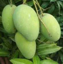 Mango Seeds (Mangifera indica) for a homegrown harvest from the Home Garden