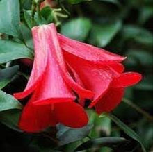 Rare Chilean Bellflower Seeds for a colorful addition to any planting