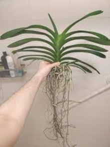 Orchid Balcony Seeds (Dendrobium spp.) for a bright addition to the balcony gardens and indoor spaces