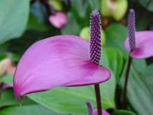 Anthurium Seeds (Anthurium andraeanum) for seasonal color across the indoor pots and shaded garden spaces