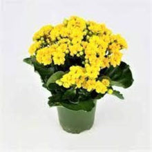 Kalanchoe Bonsai Seeds known for home Indoor Decoration