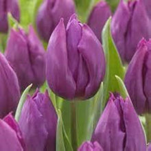 Tulip Ice Cream Tulipa 'Ice Cream' Seeds for colorful blooms in the Flower Bed