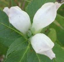 Turtlehead Chelone Glabra Native Wildflower Seeds for reliable seasonal color
