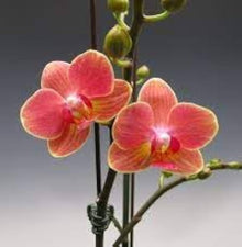 Crimson Phalaenopsis Orchid Seeds for growers seeking a long-blooming display