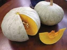 Sweet Flesh Winter Squash Seeds for growers stocking a kitchen garden
