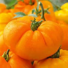 Amana Orange Tomato Seeds for Sweet, Juicy Orange Garden Tomatoes