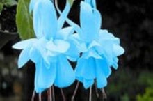 Begonia Mix Colors Begonia × hybrida flower Seeds for growers filling out the indoor pots or shaded garden