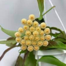 Yellow and red hoya carnosa flower seeds