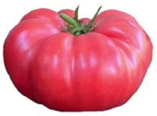 Brandywine Red Tomato Seeds for growers stocking a kitchen garden