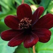Double Cosmos Cosmos Bipinnatus flower Seeds for a bright addition to the home garden and backyard flower beds