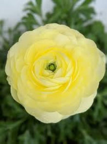 Ranunculus Asiaticus Seeds (Ranunculus asiaticus) for reliable seasonal color