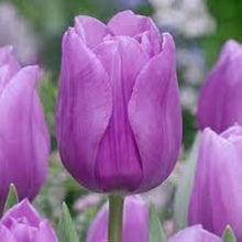 Tulip Ice Cream Tulipa 'Ice Cream' Seeds for colorful blooms in the Flower Bed