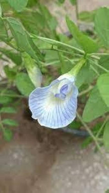 Mini Sky Blue Seeds for growers seeking a long-blooming display