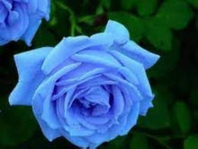 Light Blue Rose Seeds for gardeners building out beds and borders