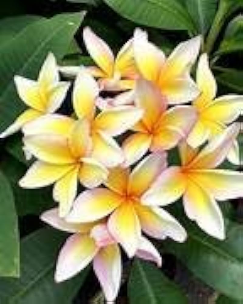 Frangipani Plumeria Rubra Seeds, M Lang Es Hawaii Lei Flower   Ornamental Garden Plant Premium Quality Seeds