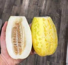 Apple Melon Seeds (Cucumis melo) for a reliable harvest in the vegetable beds and sunny garden plots