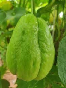 Chayote Seeds (Sechium edule) for sweet homegrown fruit in the Vegetable Patch