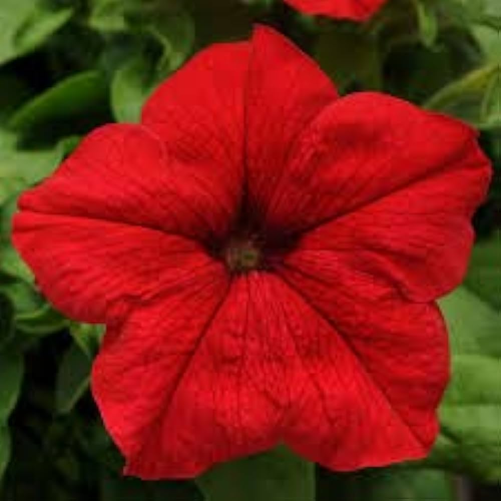Petunia Seeds for a lasting display in the Red Garden Planting