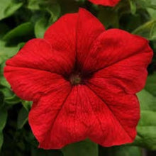 Petunia Seeds for a lasting display in the Red Garden Planting