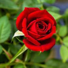 Red-Edge Rose Seeds (Rosa spp.) for colorful blooms in the Flower Bed & Urban Garden