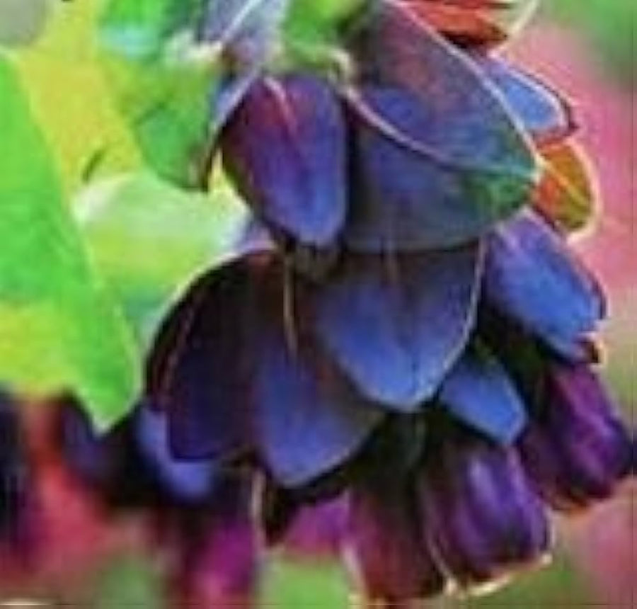Blue Shrimp Plant Seeds for a colorful addition to any planting