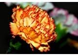 Orange Carnation Seeds (Dianthus caryophyllus) for growers planting the Flower Bed & Garden