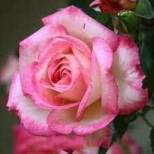 Pink White Rose Seeds (Rosa spp.) for a bright addition to the Flower Balcony Pot